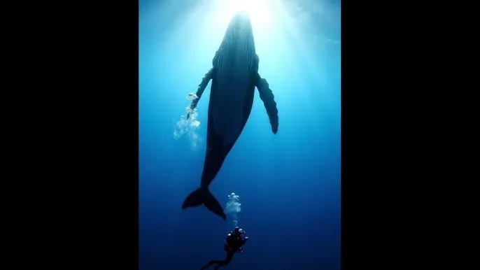 有声音性动态图 - 深蓝星球：探索海洋深处的未知世界